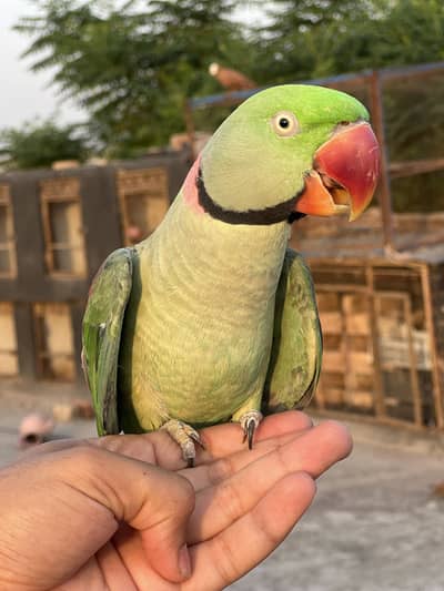 Alexander raw parrot Breader male