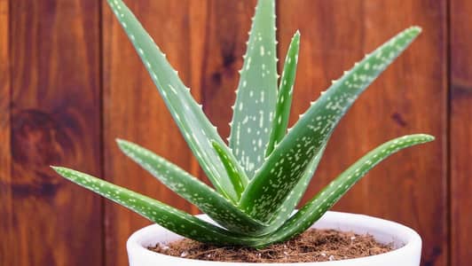 selling Aloe Vera