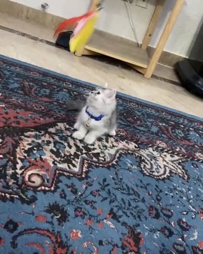 Persian kitten