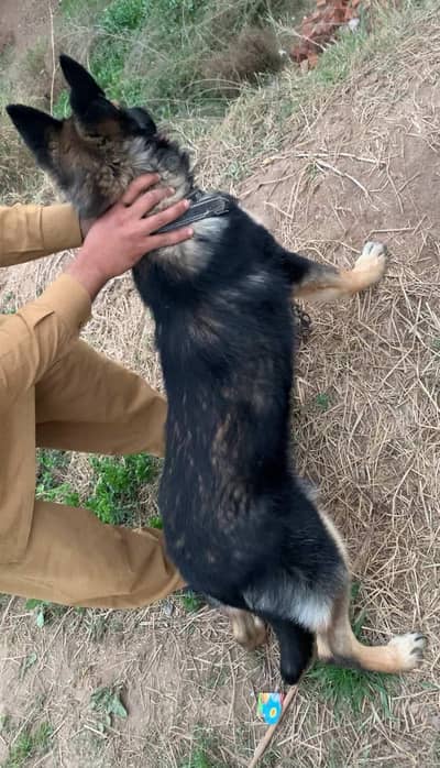 Belgian shepherd Female