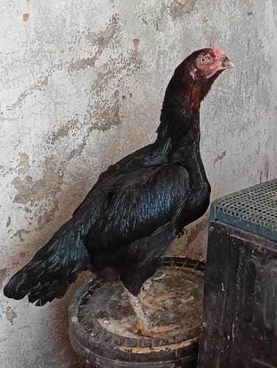 lassani mushkil Madi