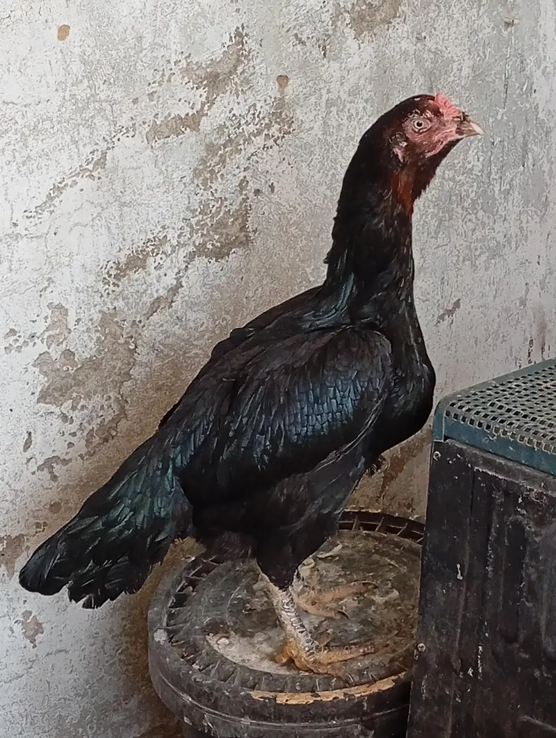lassani mushkil Madi — photo 2