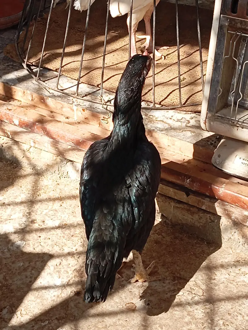 lassani mushkil Madi — photo 3