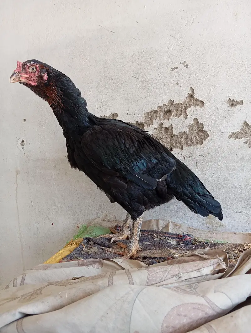 lassani mushkil Madi — photo 4