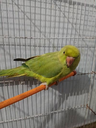 Rigneck Parrot for sale
