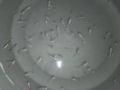 guppies