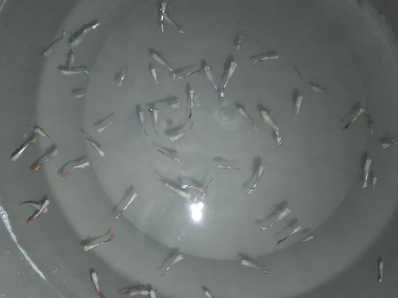 guppies 0