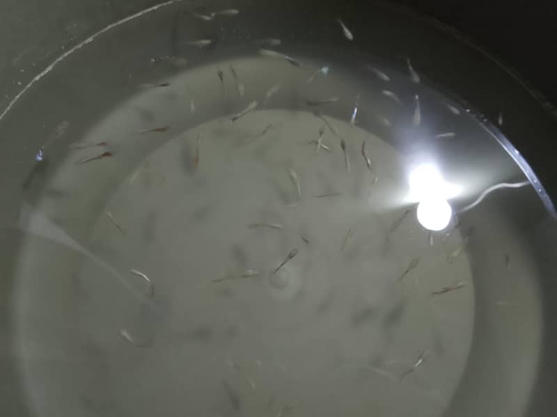 guppies 1