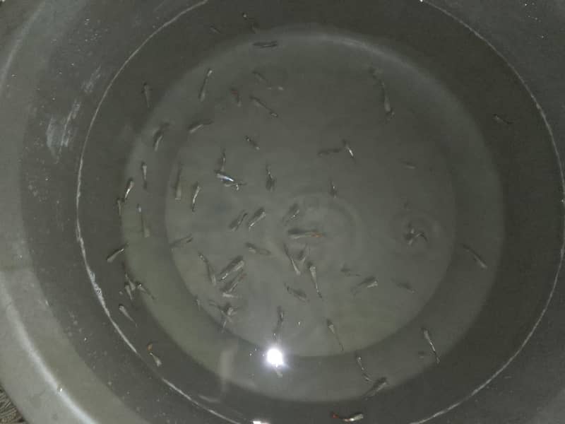 guppies 2