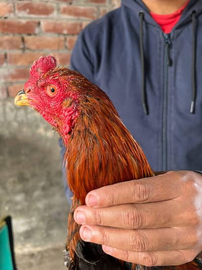 Thai patha