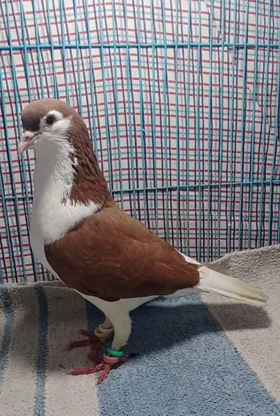 sherazi male for sale