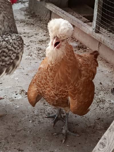 BUFF POLISH FEMALE