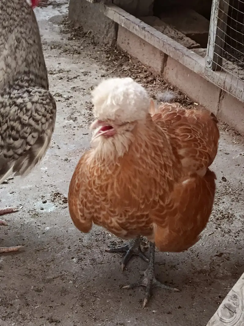 BUFF POLISH FEMALE — photo 2