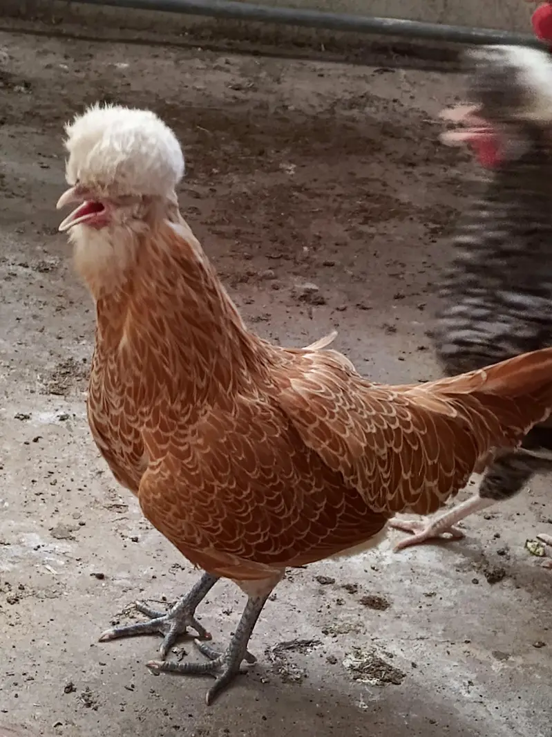 BUFF POLISH FEMALE — photo 3