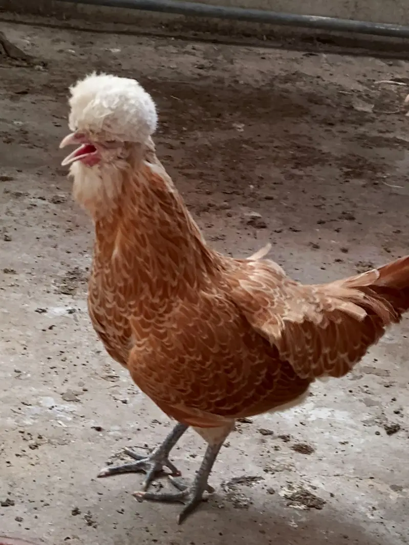 BUFF POLISH FEMALE — photo 4