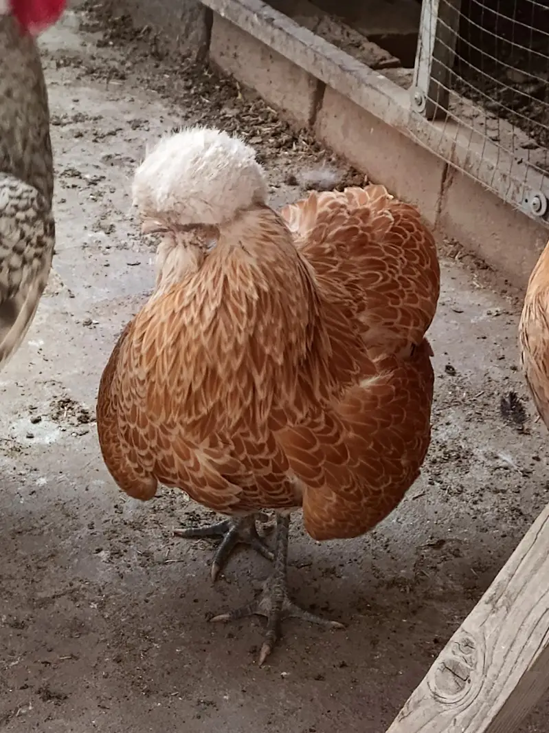 BUFF POLISH FEMALE — photo 5