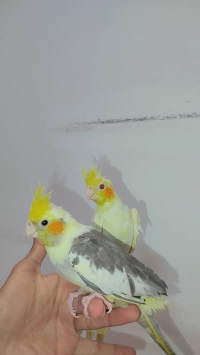 Handtamed with no bite Cocktails Available Female/male