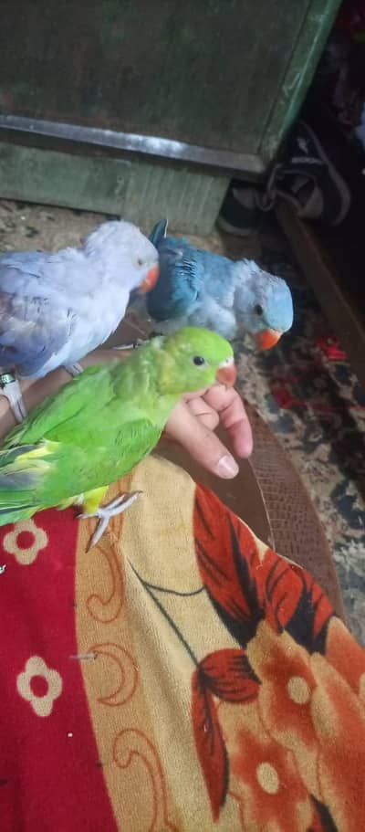 ringneck ready to breed