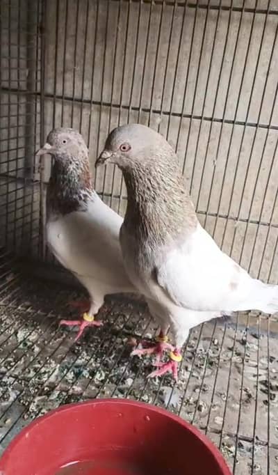 for sale lakha jora