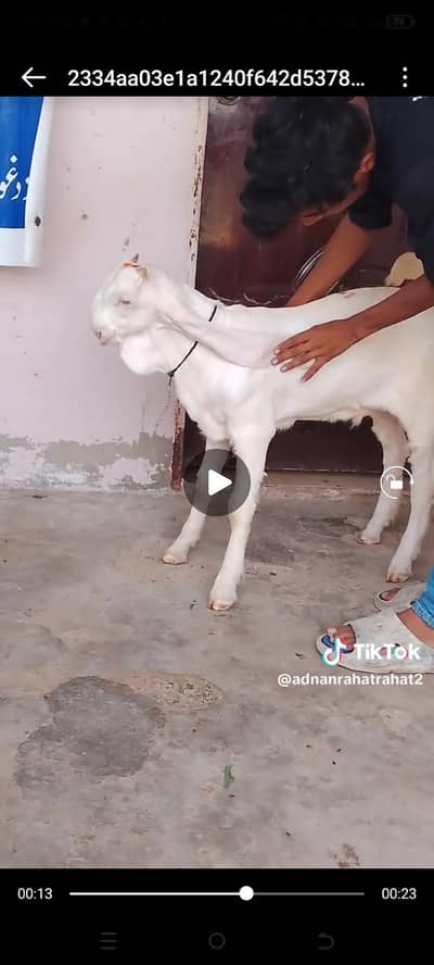 gulabi