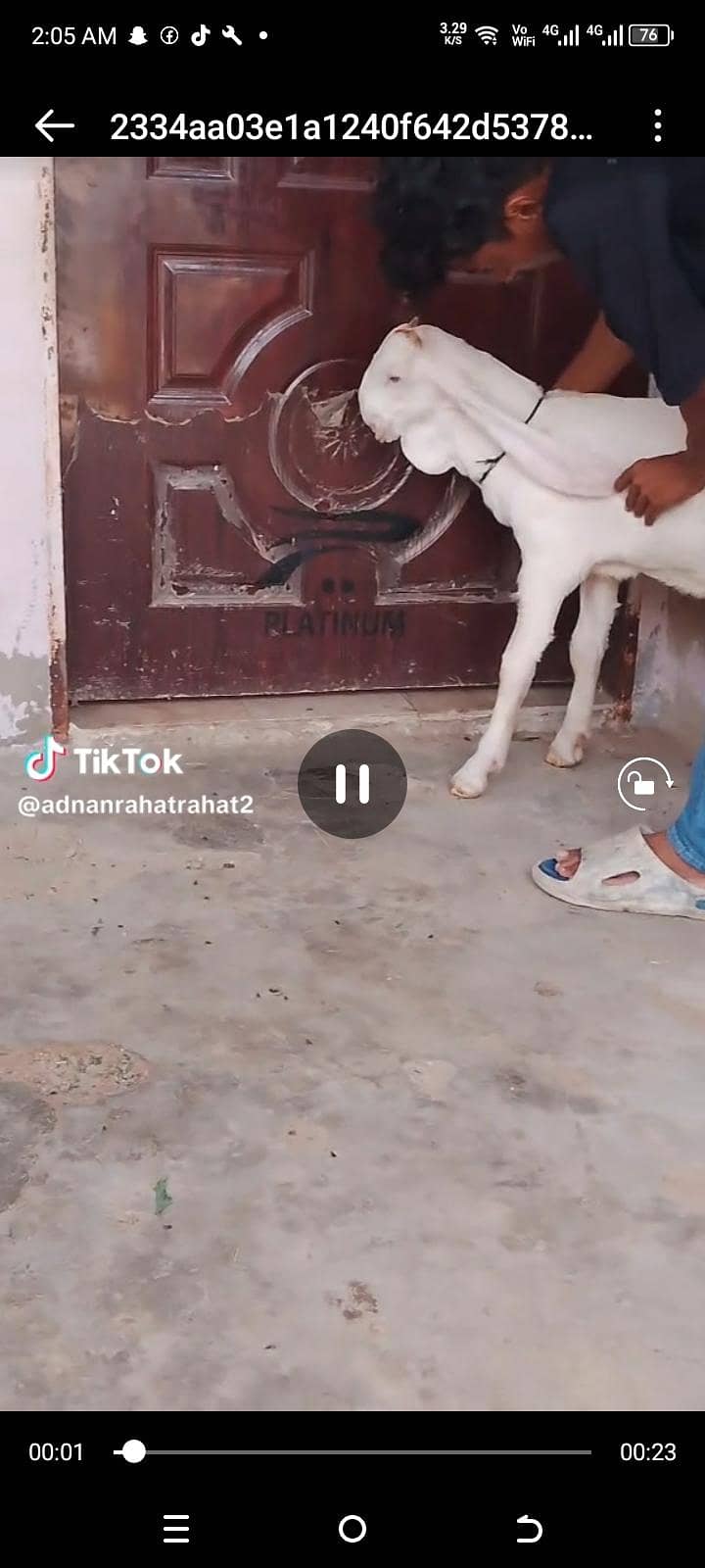 gulabi 1