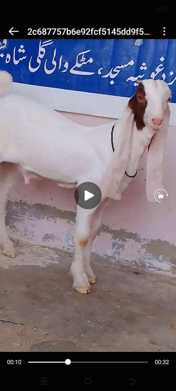 gulabi 2
