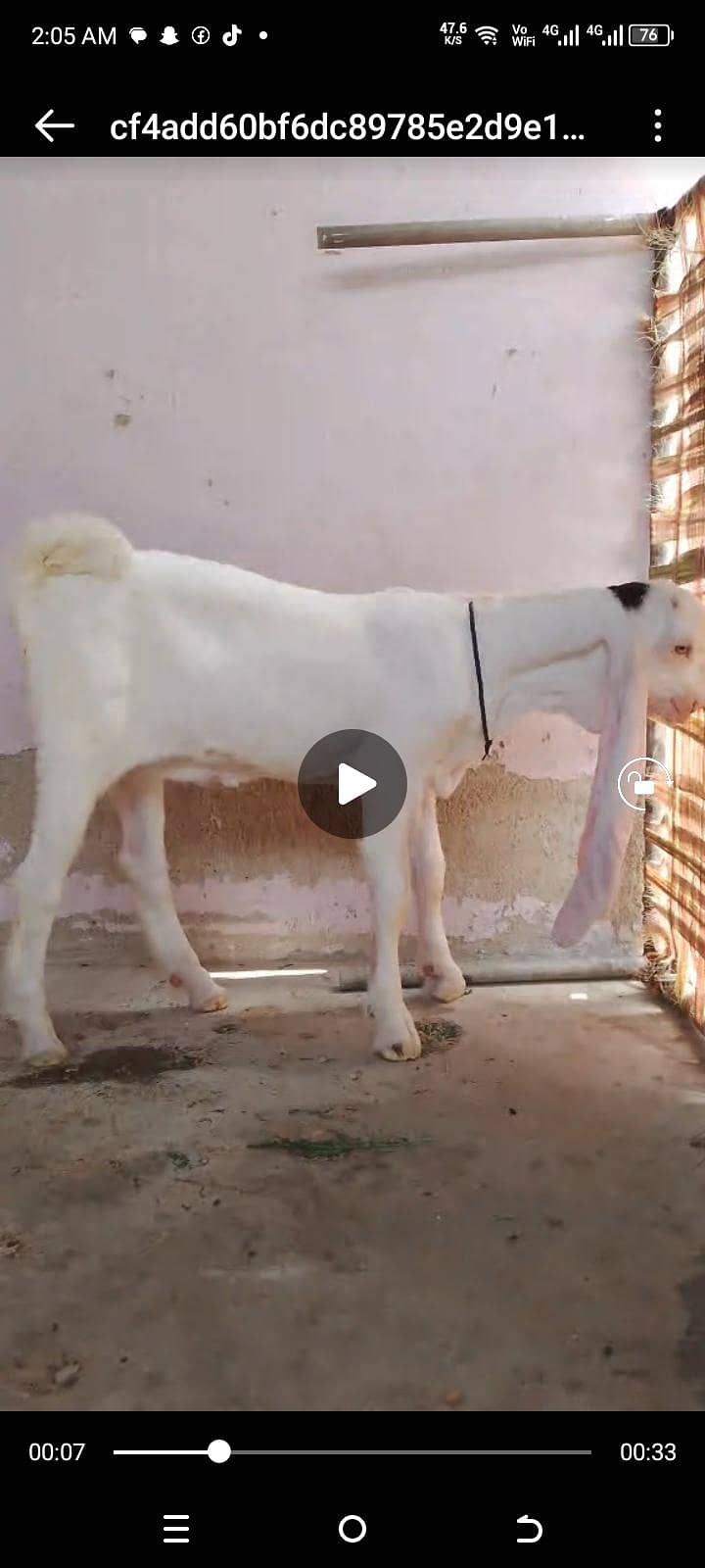 gulabi 4