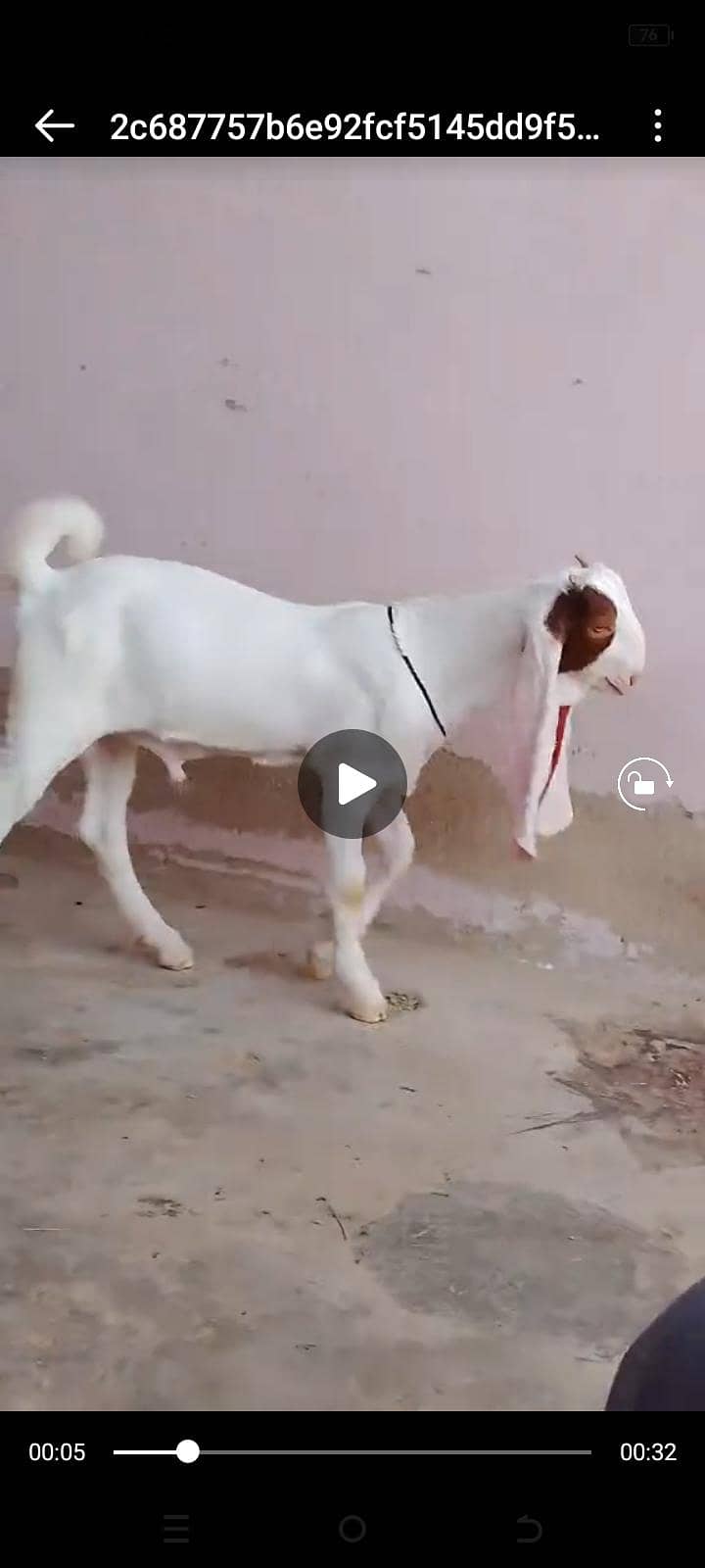 gulabi 5