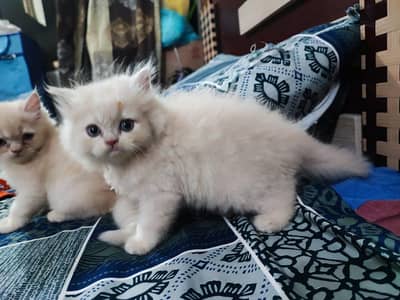 6 kittens available for sale