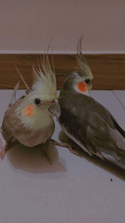 grey cocktail pair