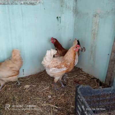 Misri hens and rooster