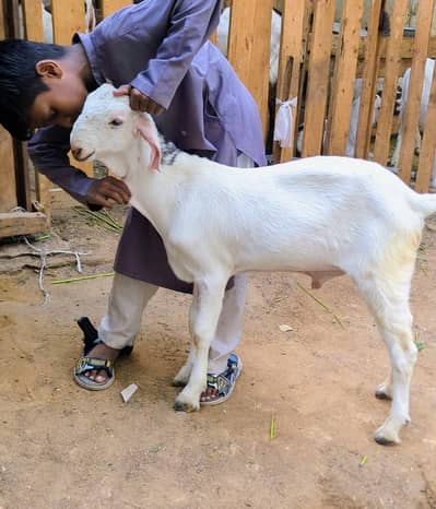 top quality samroti Indian breed kids available and more goat also