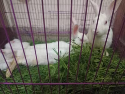 Rabbit