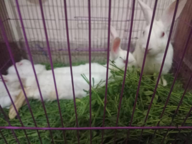 Rabbit 0