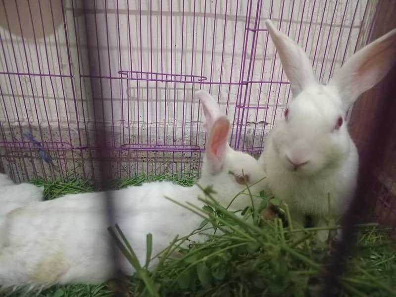 Rabbit 1