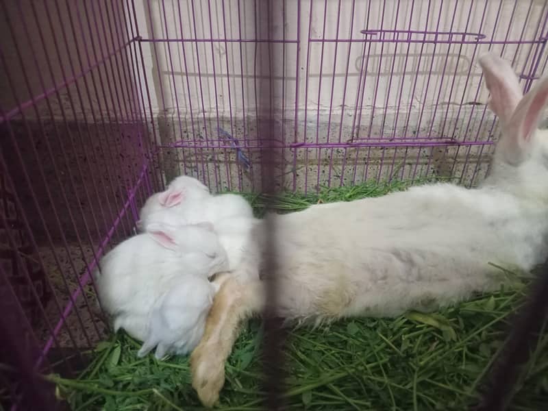 Rabbit 2