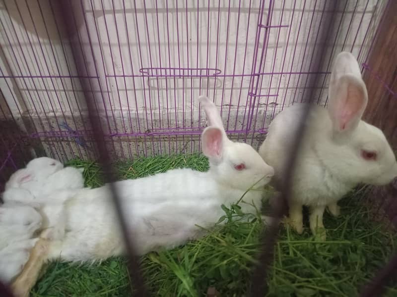 Rabbit 3