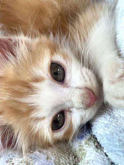 kitten