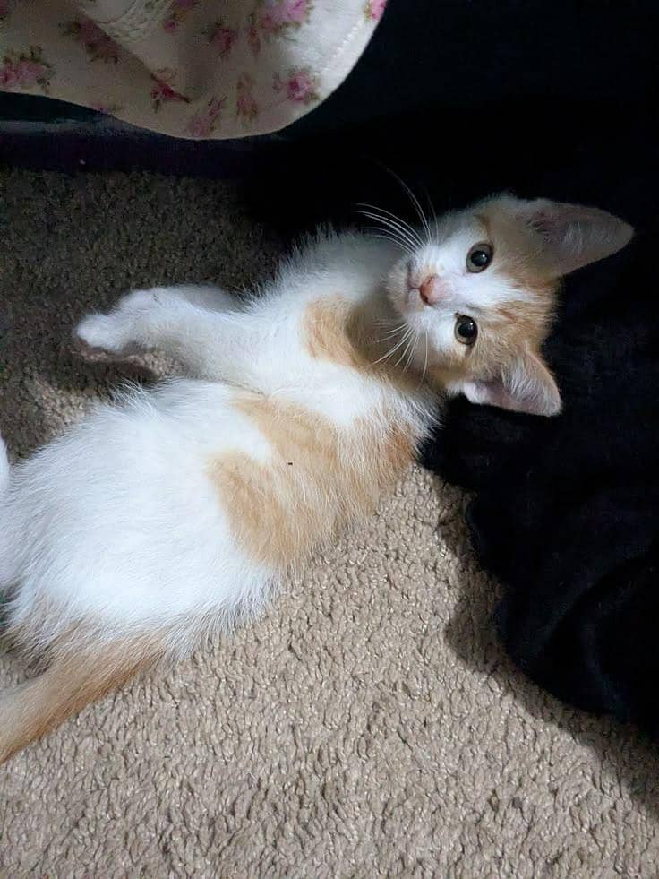 kitten 1