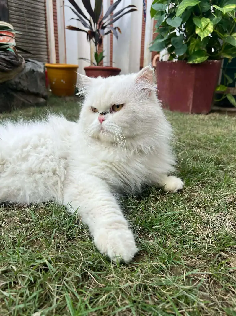 male cat for mating