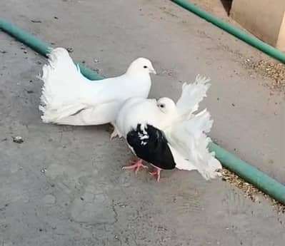 Lanka Breeder Pairs