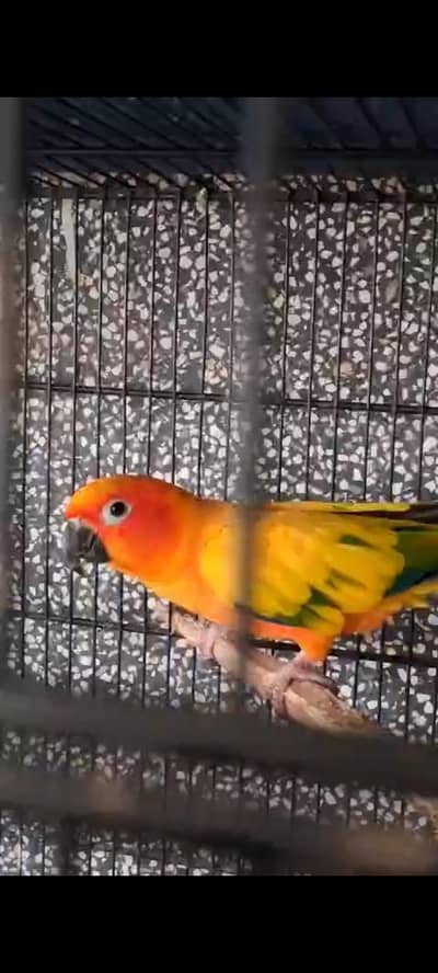 Sun Conure Non Dna Piece