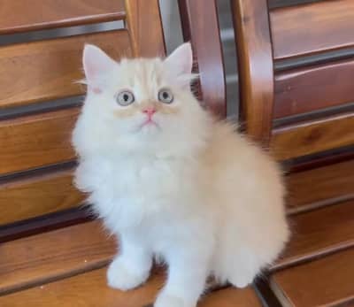 Quality Persian Punchface cat & kitten. moreWhatsApp 03314426537