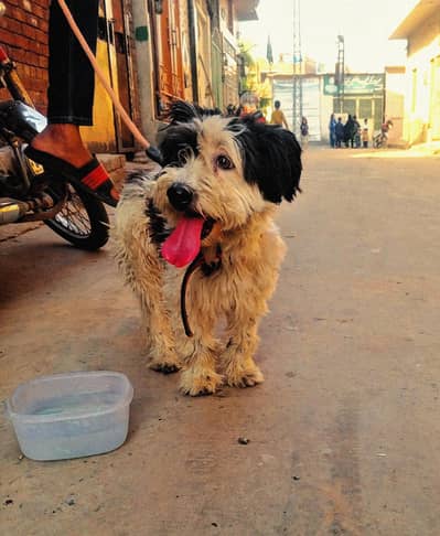 Female Shih Tzu Mix Dog for Sale – Healthy & Friendly – Lahore