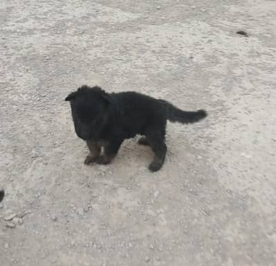 long coat heavy bone black mask high quality puppies