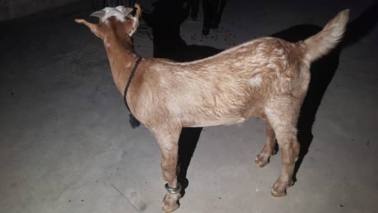 teddy bakra  male