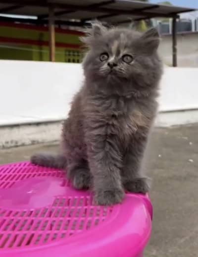Quality Persian Punchface cat & kitten. moreWhatsApp 03314426537