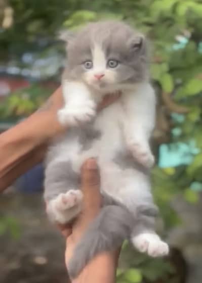 Quality Persian Punchface cat & kitten. moreWhatsApp 03314426537