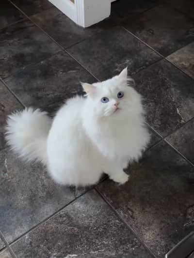 Quality Persian Punchface cat & kitten. moreWhatsApp 03314426537