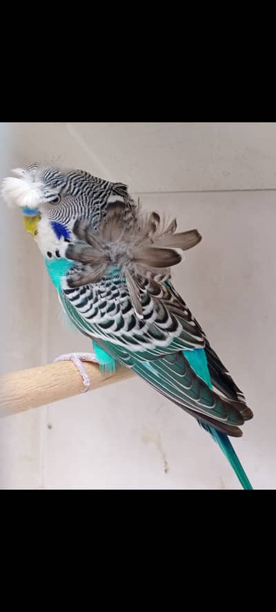 2hogo breed male one female